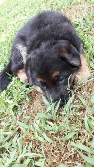 1-3 months Female Purebred German Shepherd