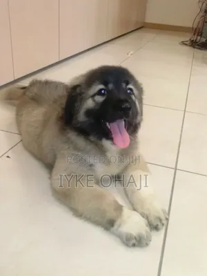 1-3 months Female Purebred Caucasian Shepherd