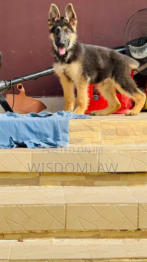 3-6 months Male Purebred German Shepherd