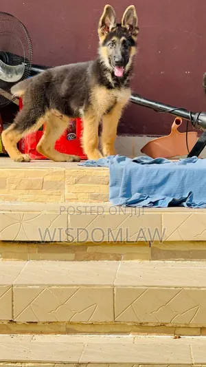 3-6 months Male Purebred German Shepherd