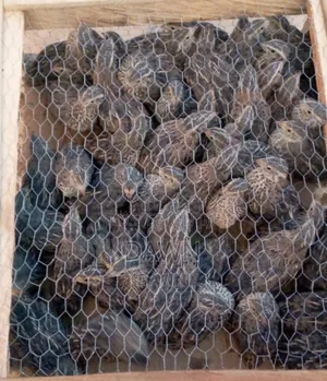 Quail Birds (Point of Lay) for Sale