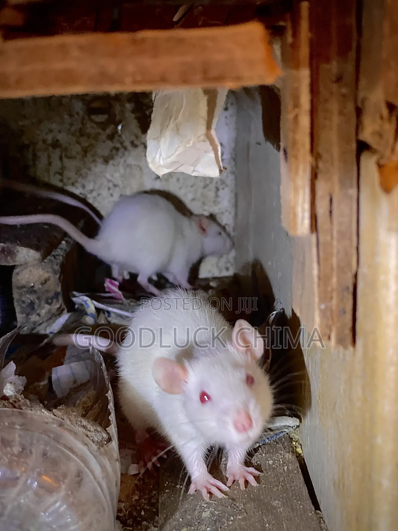 Wistar (Albino) Rats