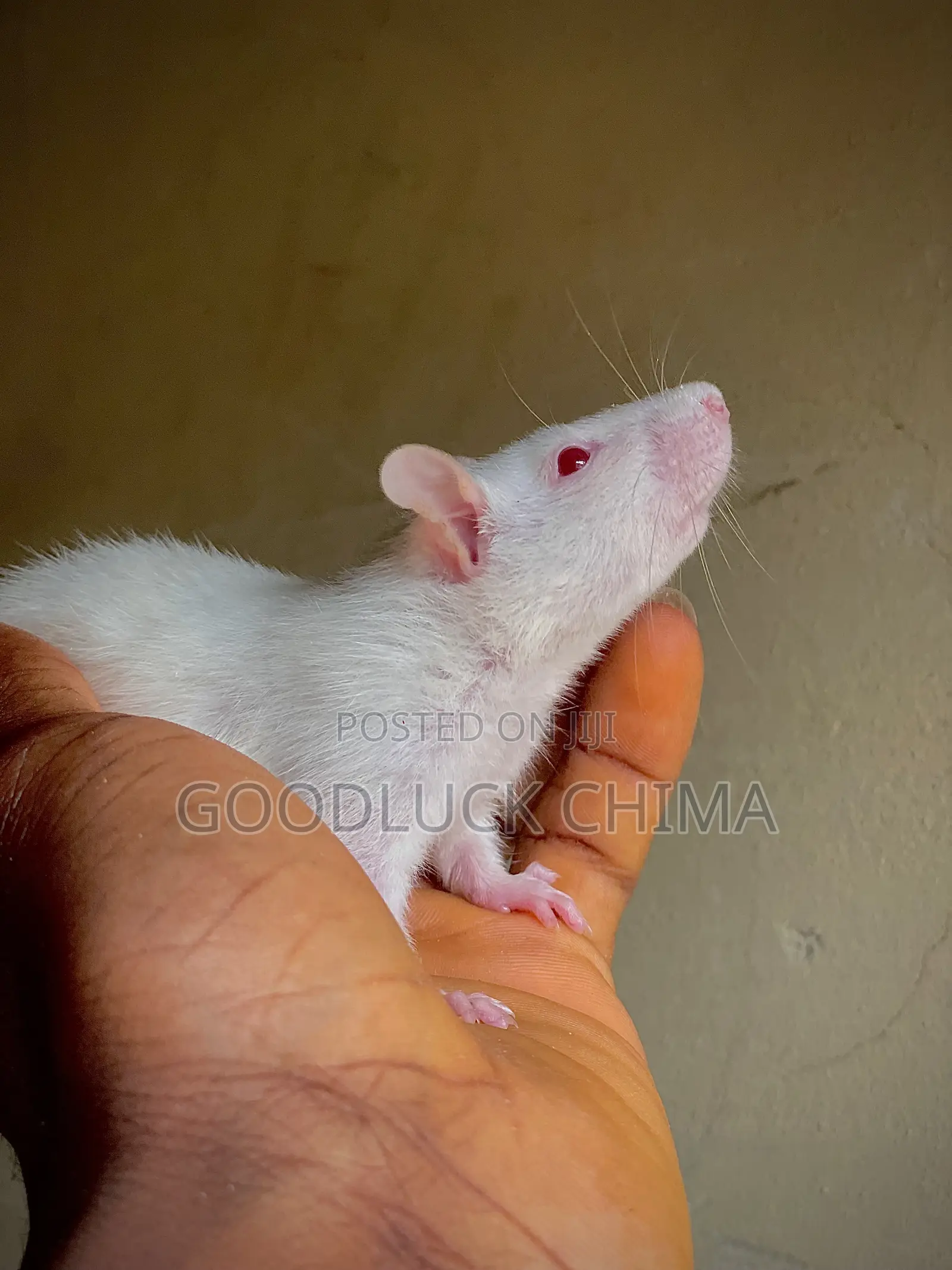 Wistar (Albino) Rats