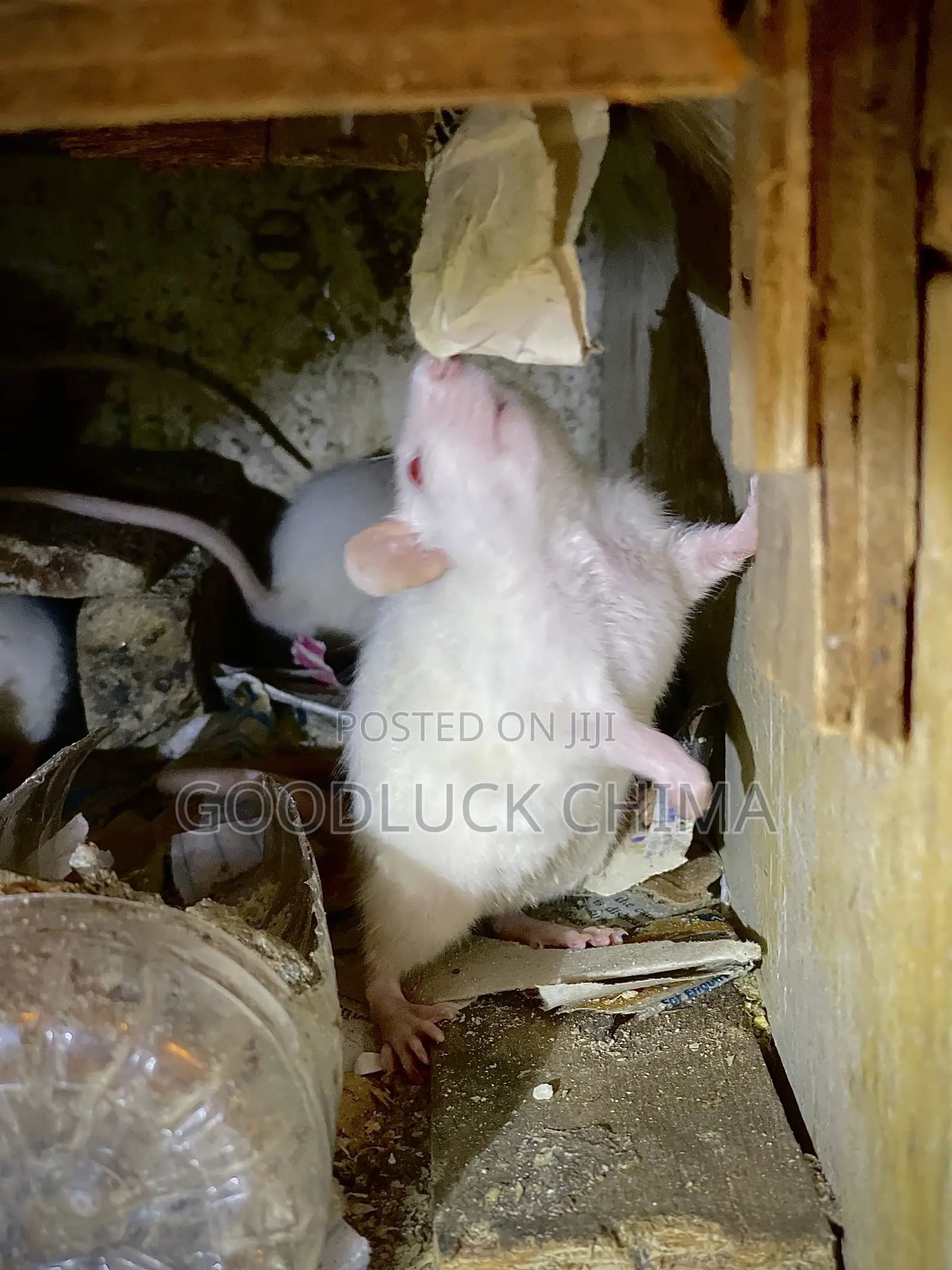 Wistar (Albino) Rats