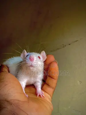 Wistar (Albino) Rats