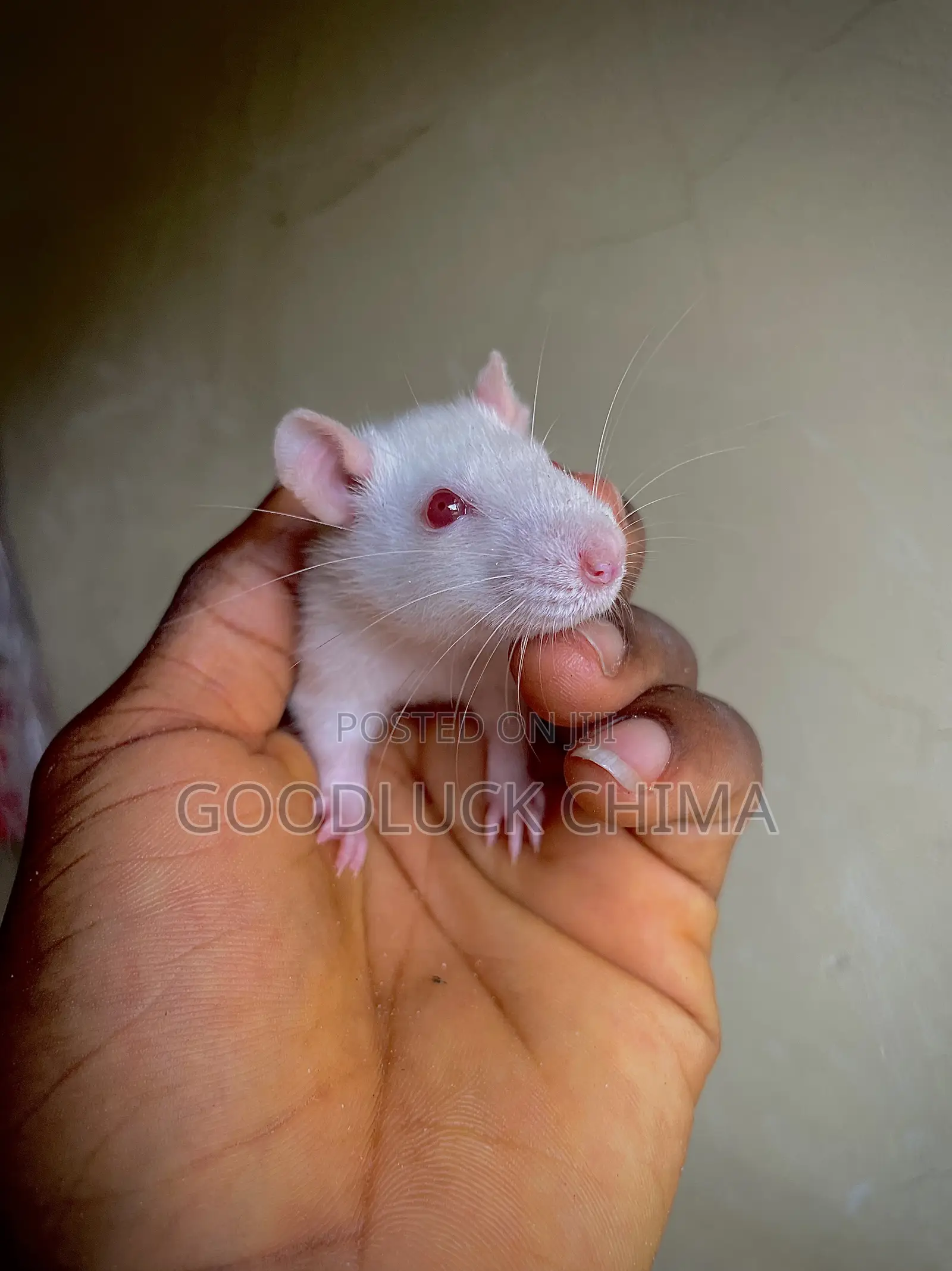Wistar (Albino) Rats
