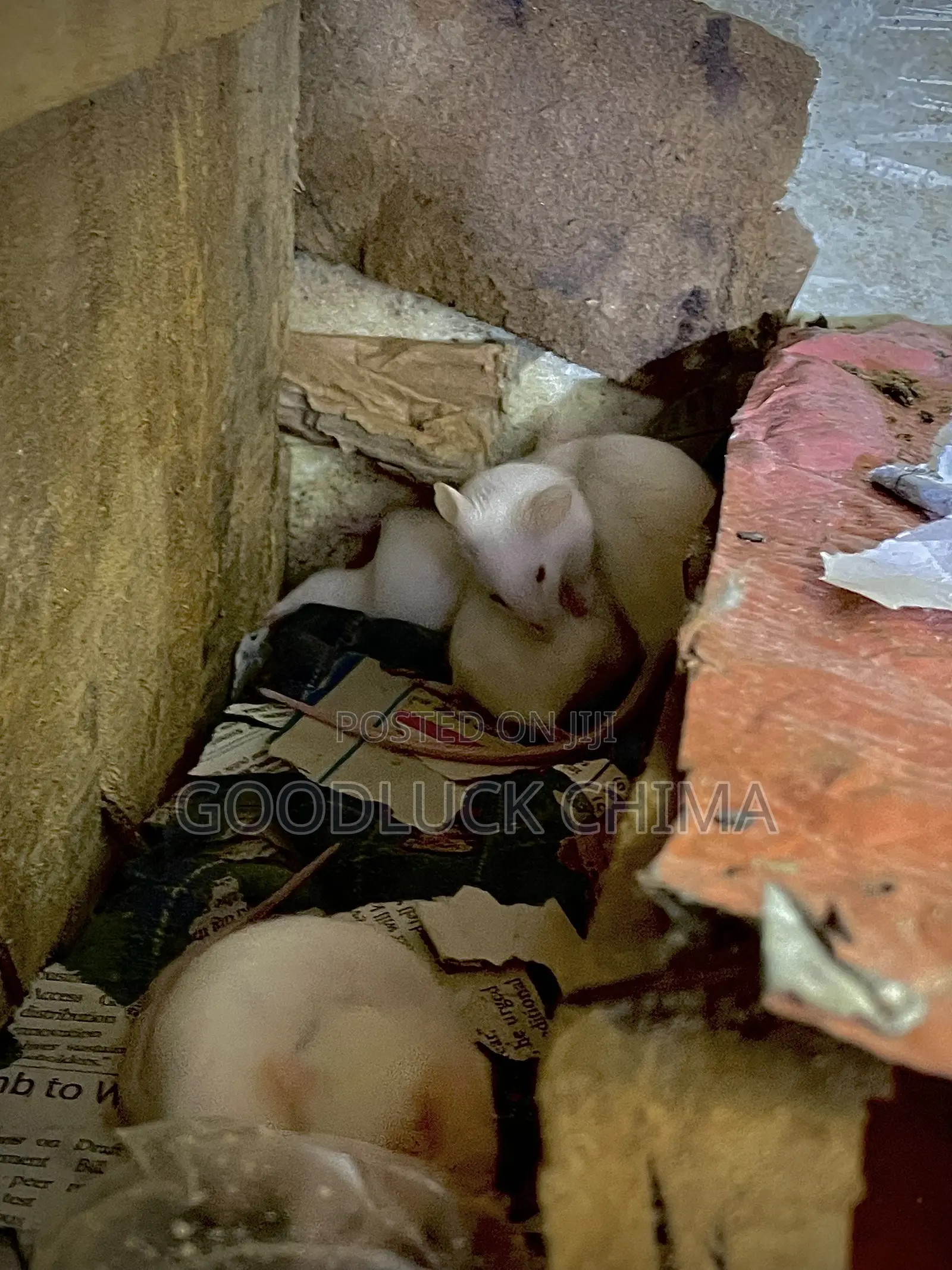 Albino Mice