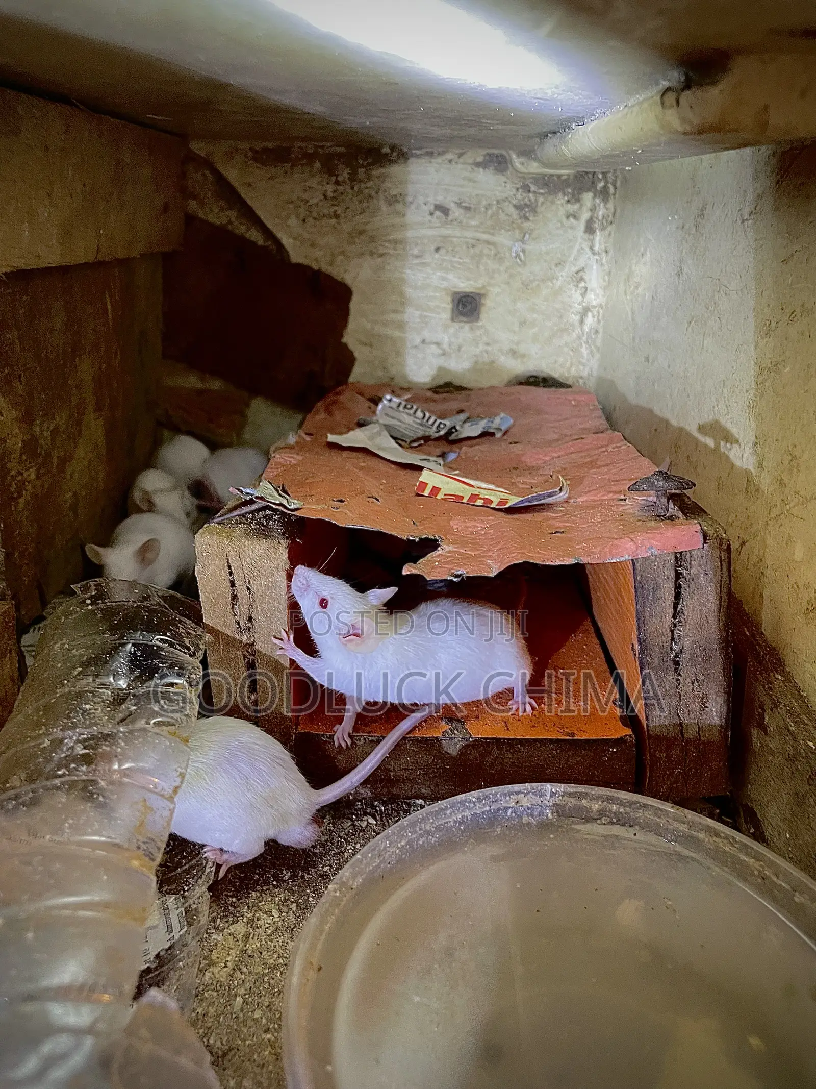 Albino Mice