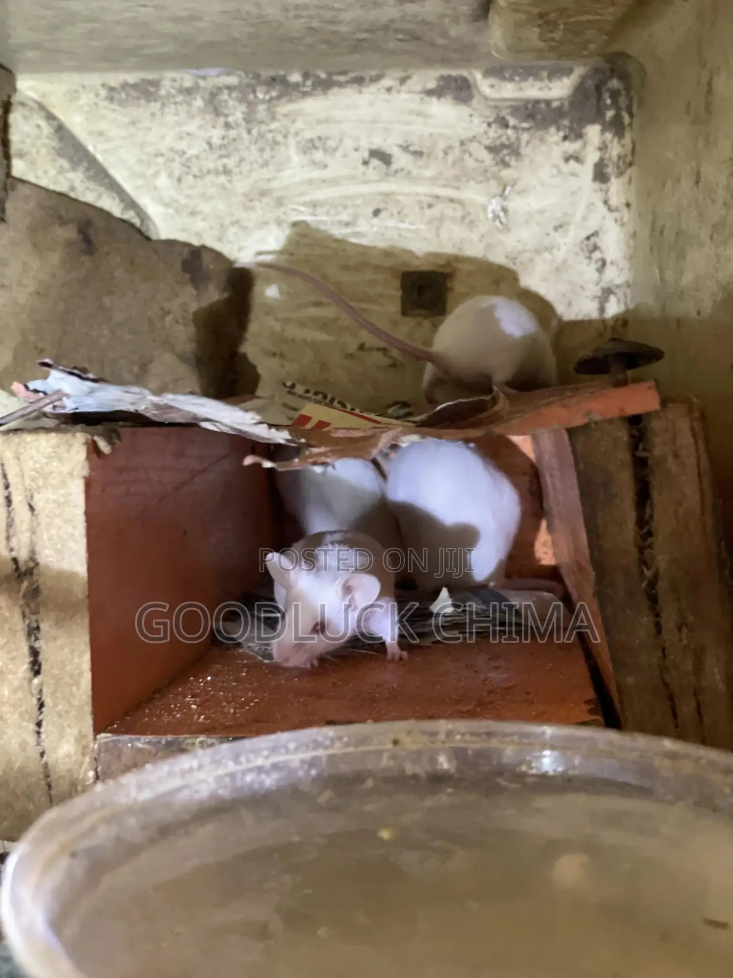Albino Mice