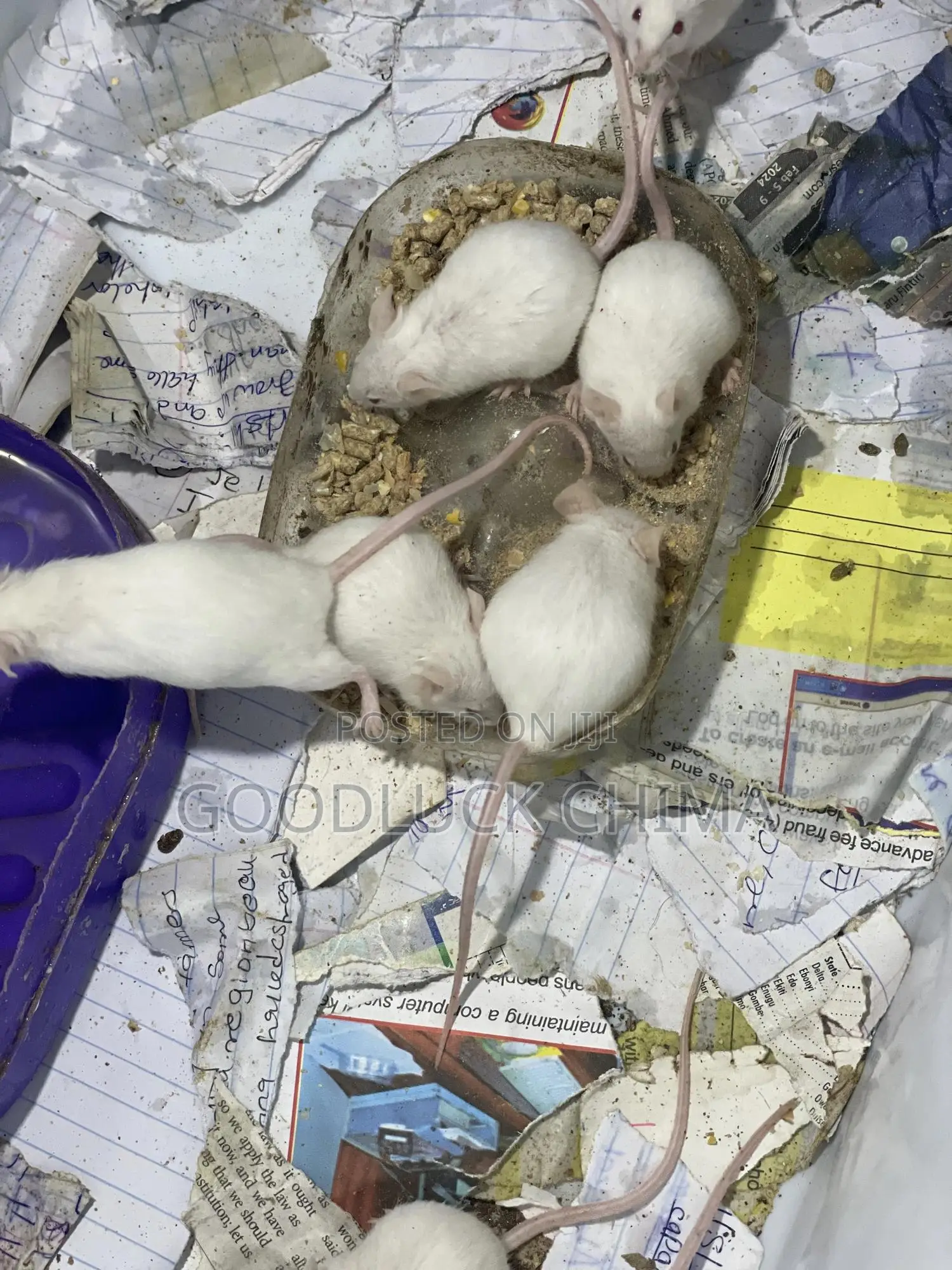 Albino Mice