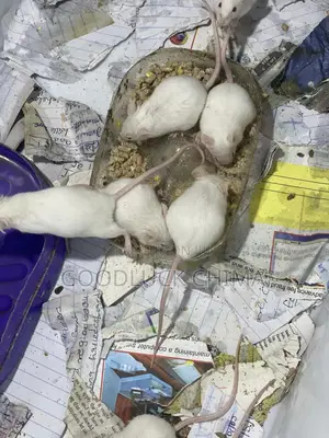 Albino Mice