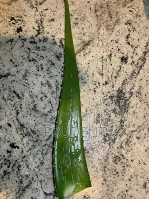Healthy Aleo Vera