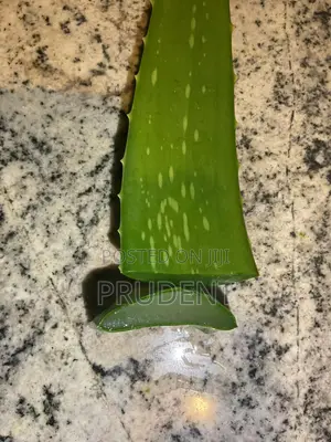 Healthy Aleo Vera