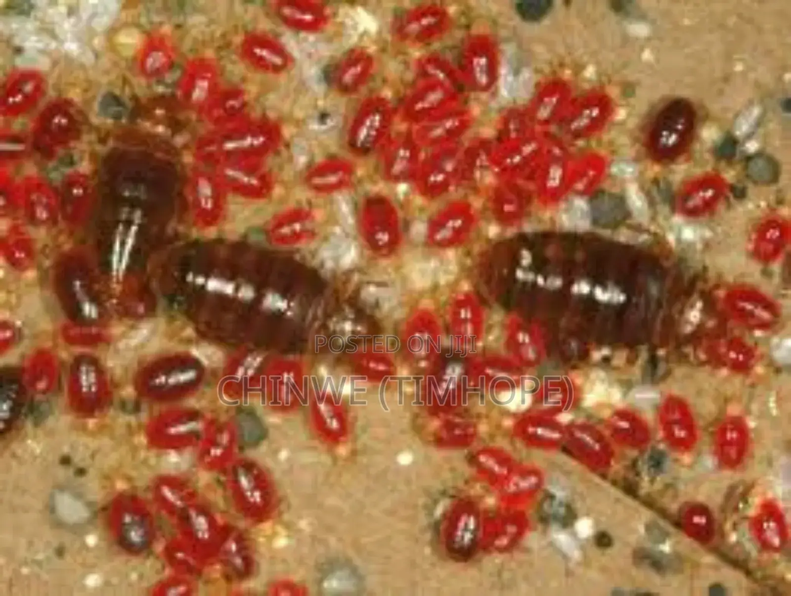 Bedbugs Treatment /Fumigation