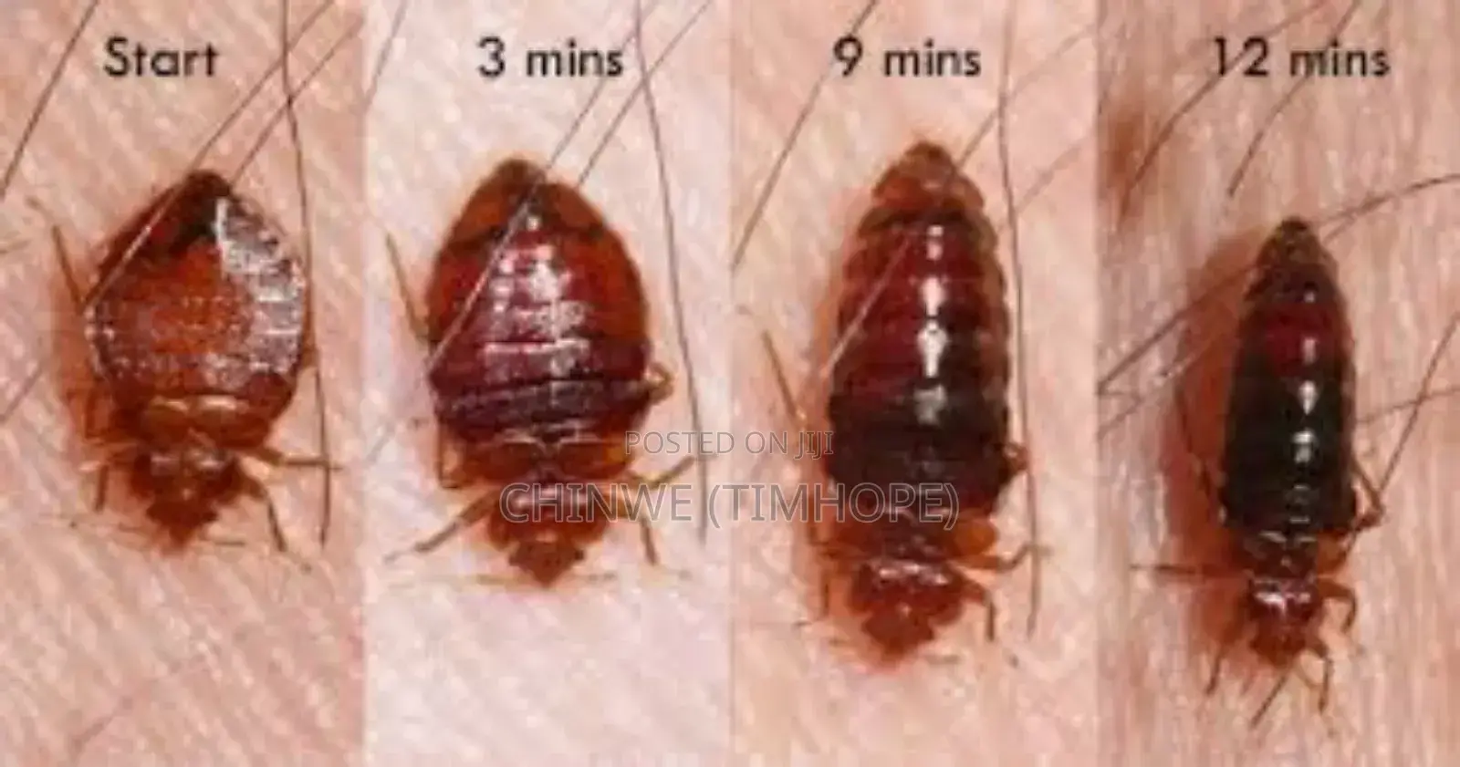 Bedbugs Treatment /Fumigation