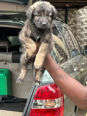 1-3 months Female Purebred German Shepherd
