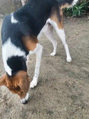 1+ year Male Purebred Dog