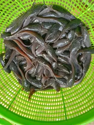 8-9cm Catfish! No Mortality Risk! Sipcyp Clarias Gariepinus