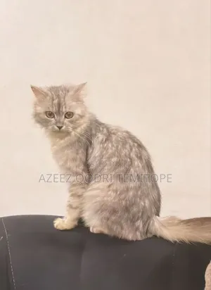 6-12 months Female Purebred Persian