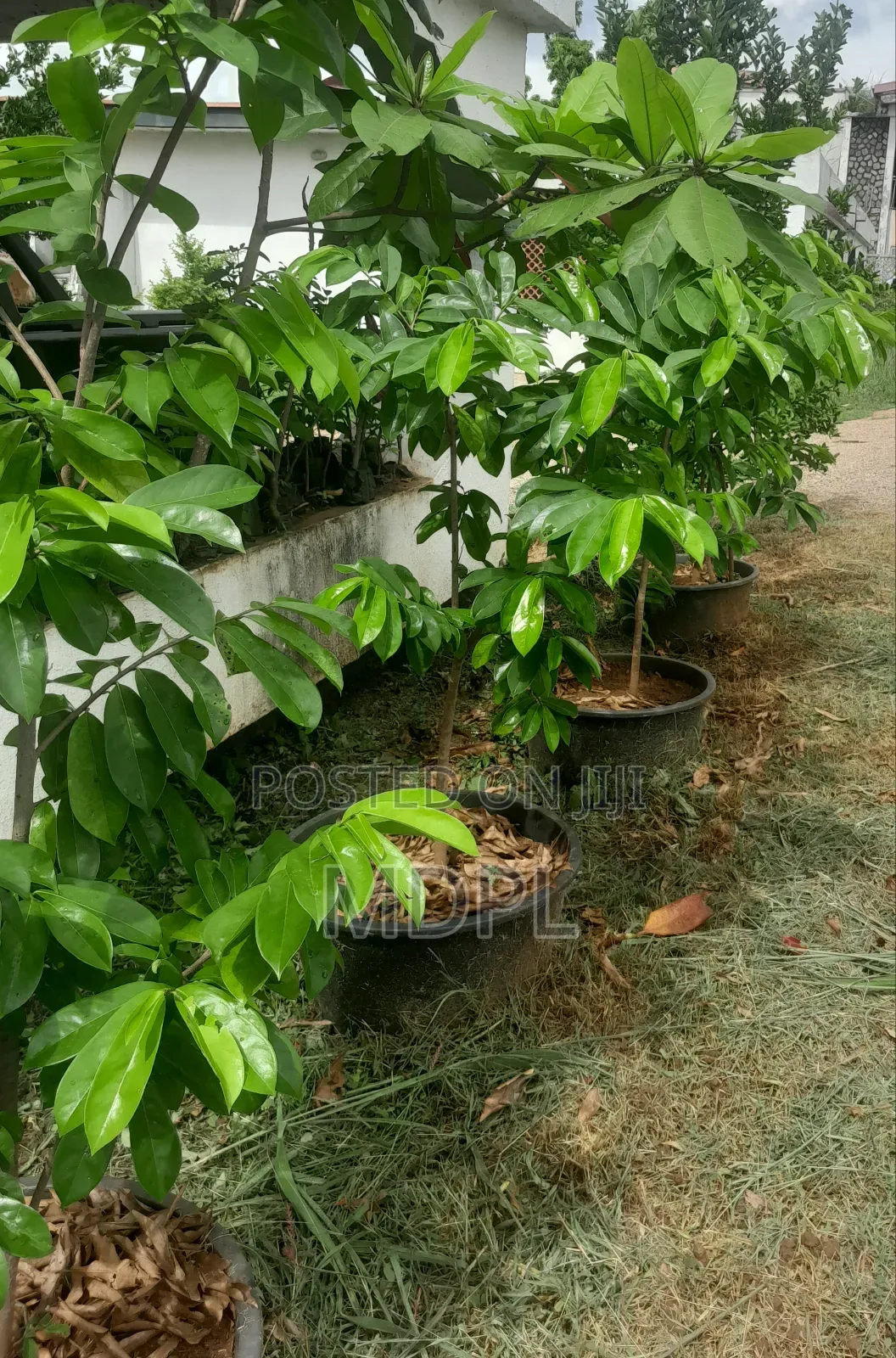 Soursop Saplings