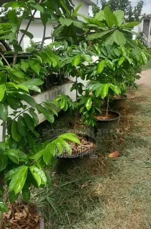 Soursop Saplings