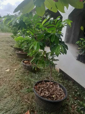 Soursop Saplings