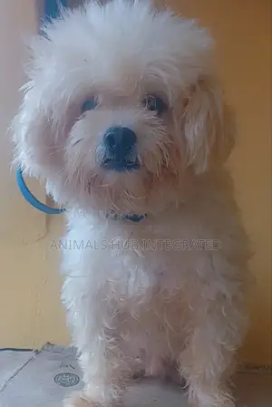 1+ year Male Purebred Lhasa Apso
