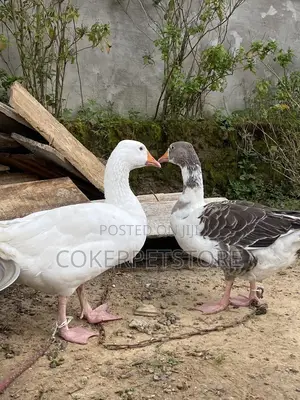 Norwegian Geese Available for New Home