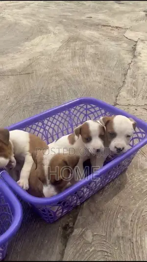 1-3 months Female Purebred American Pit Bull Terrier