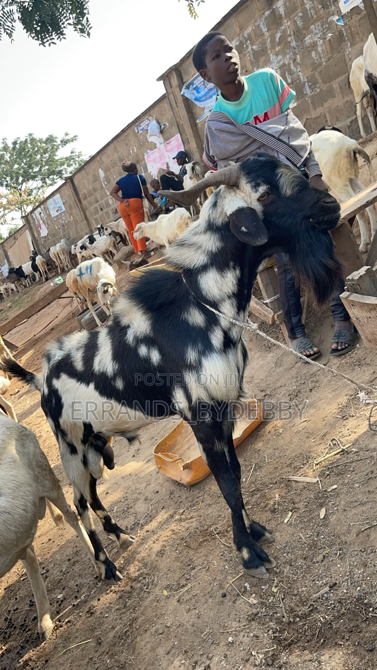 Live Goat Meat