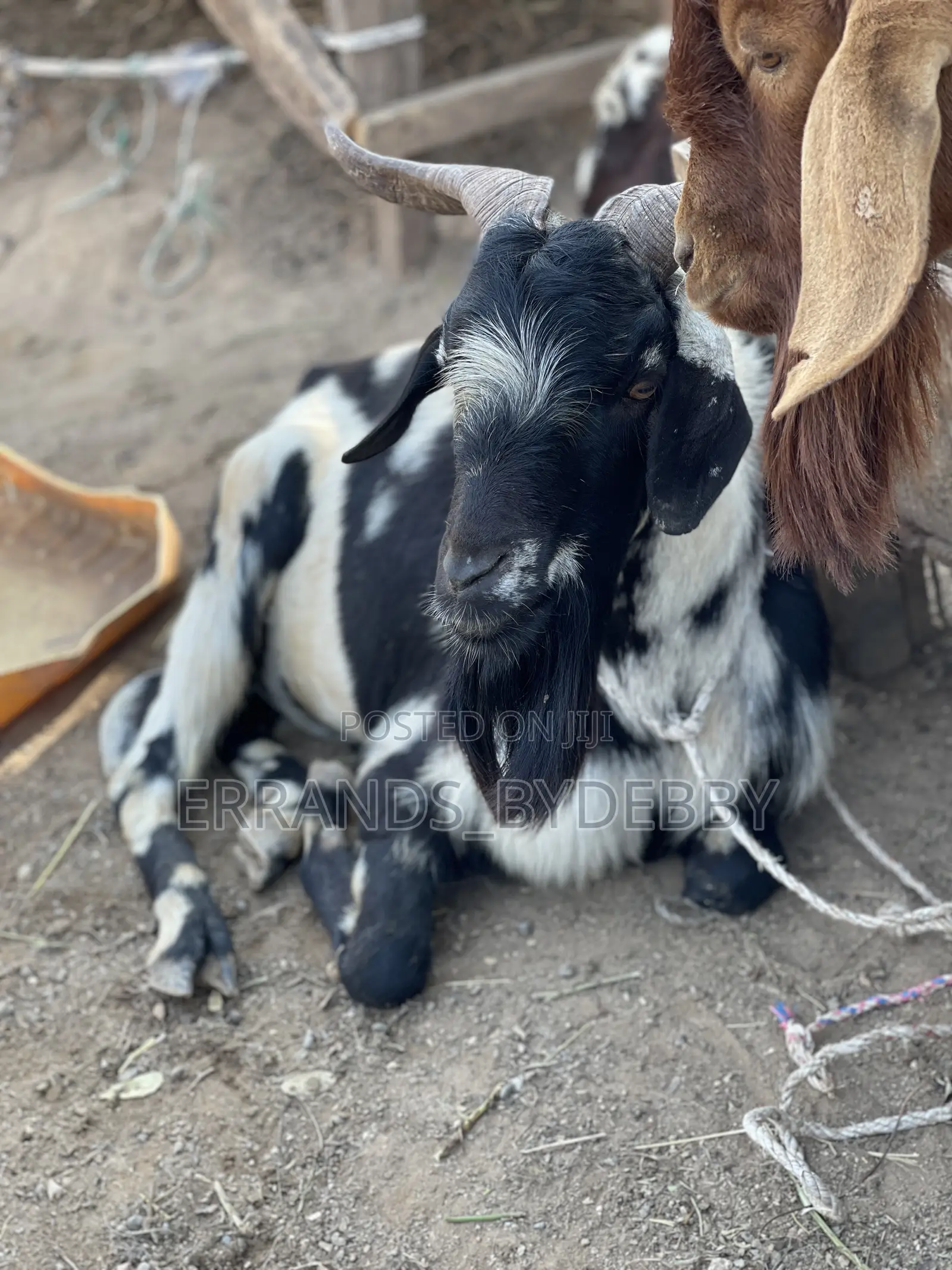 Live Goat Meat