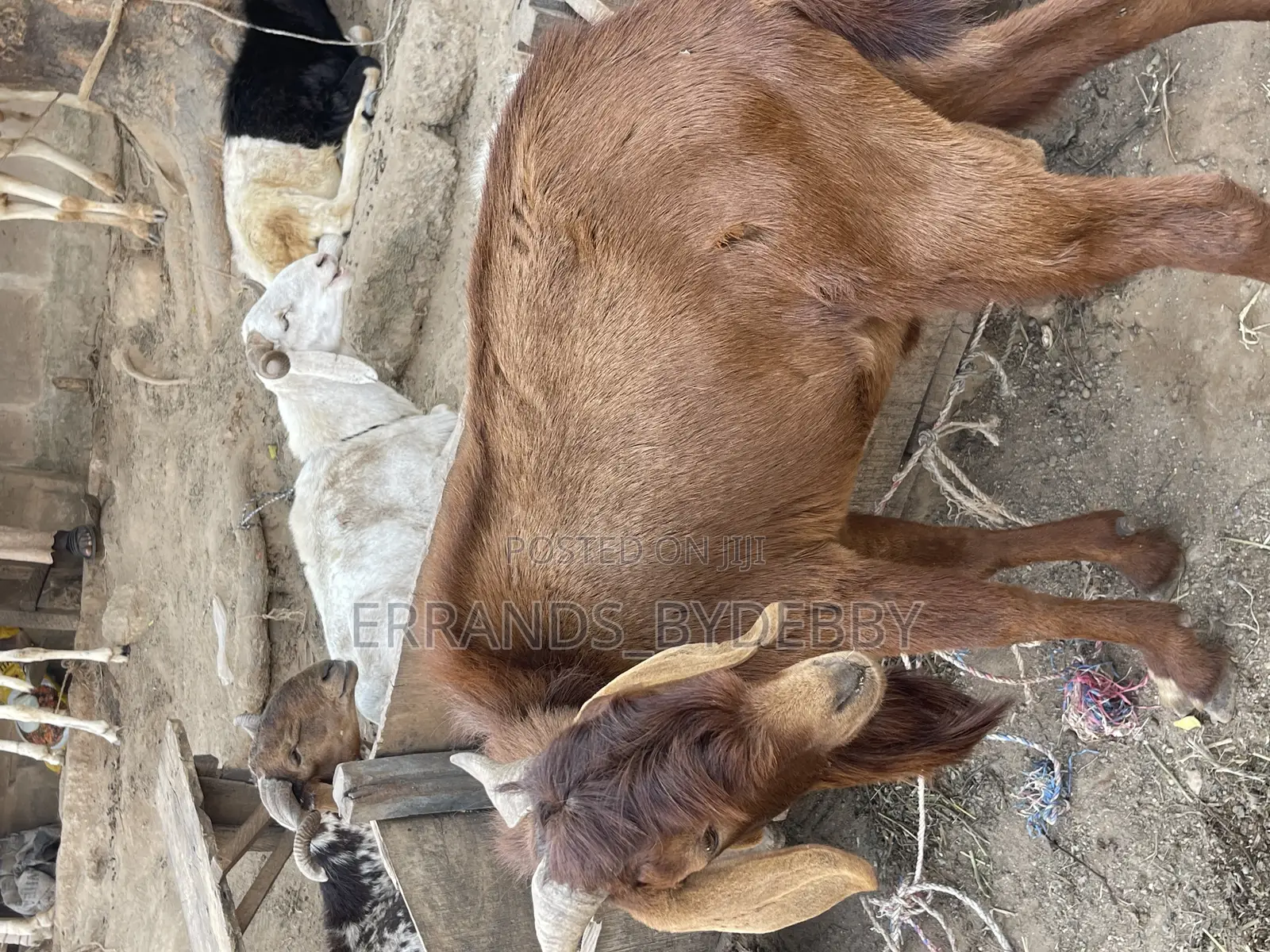 Live Goat Meat