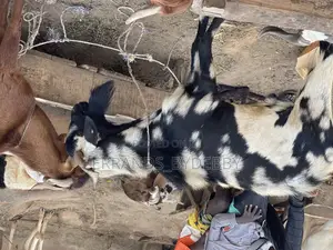 Live Goat Meat