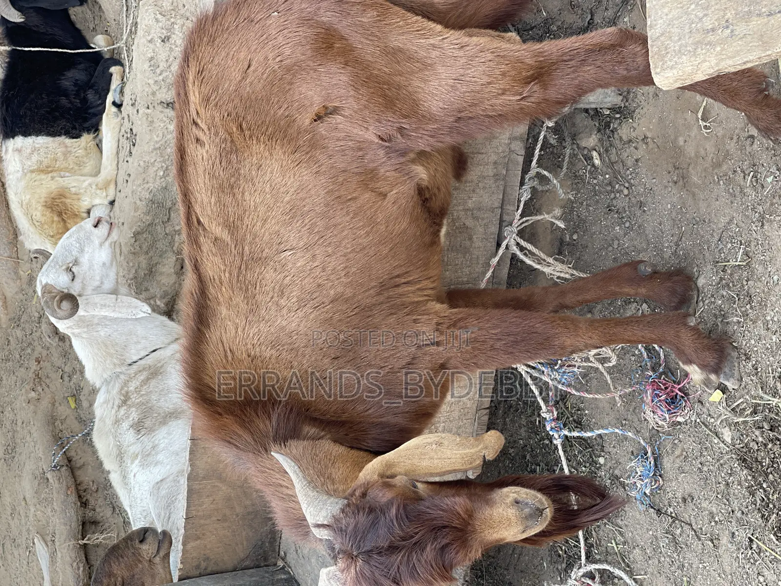 Live Goat Meat