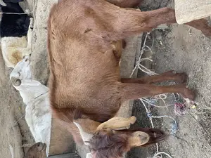 Live Goat Meat
