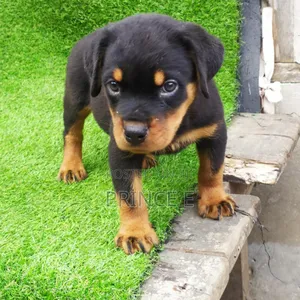 1-3 months Male Purebred Rottweiler