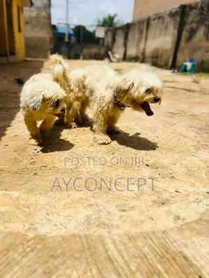 6-12 months Male Purebred Lhasa Apso