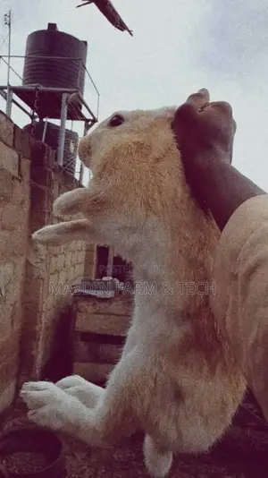 Pregnant Palomino Doe for Sale