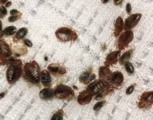 Fumigation and Cleaning Services
