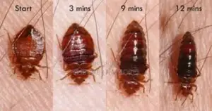 Fumigation and Cleaning Services