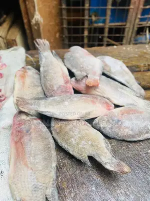 Tilapia Fish