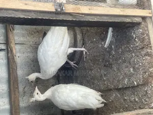 White Peacocks