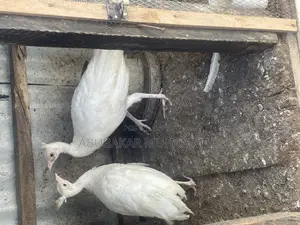 White Peacocks