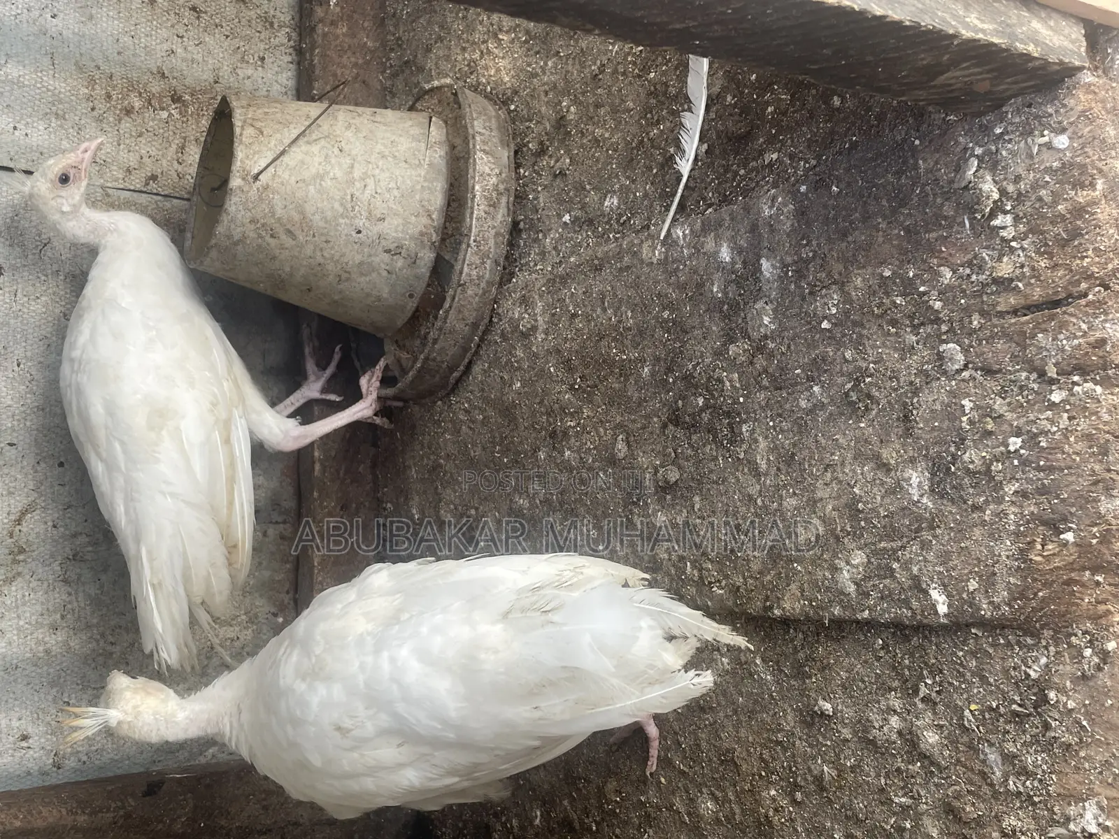 White Peacocks