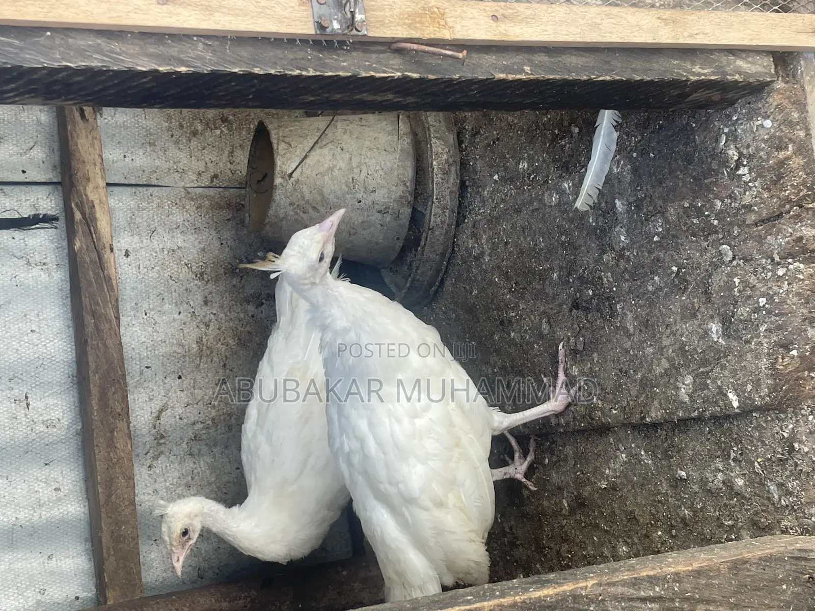 White Peacocks