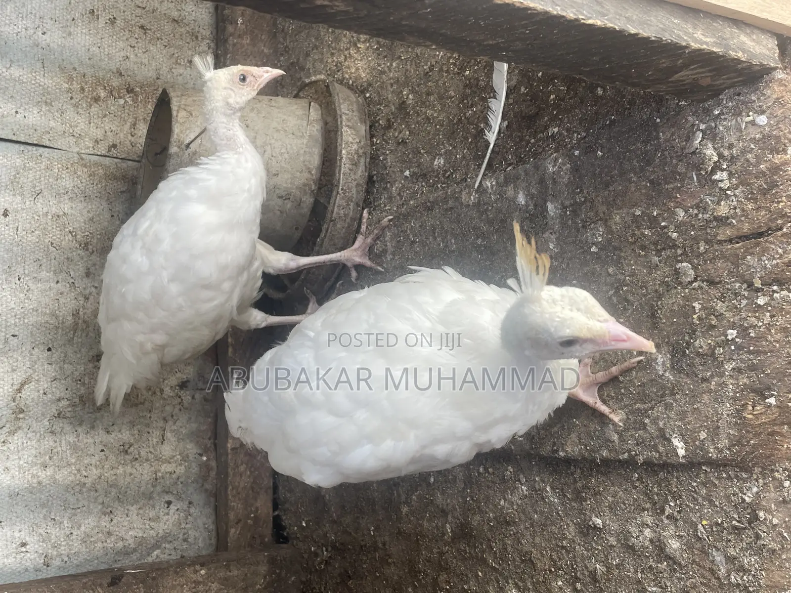 White Peacocks