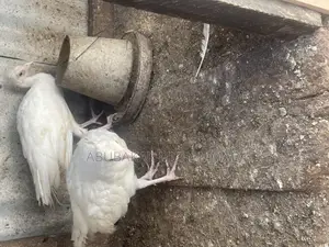 White Peacocks