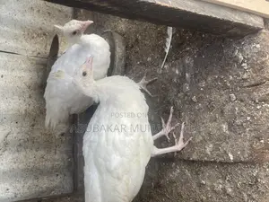 White Peacocks