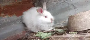 Fluffy Angora Breed (Age: 1yr +)