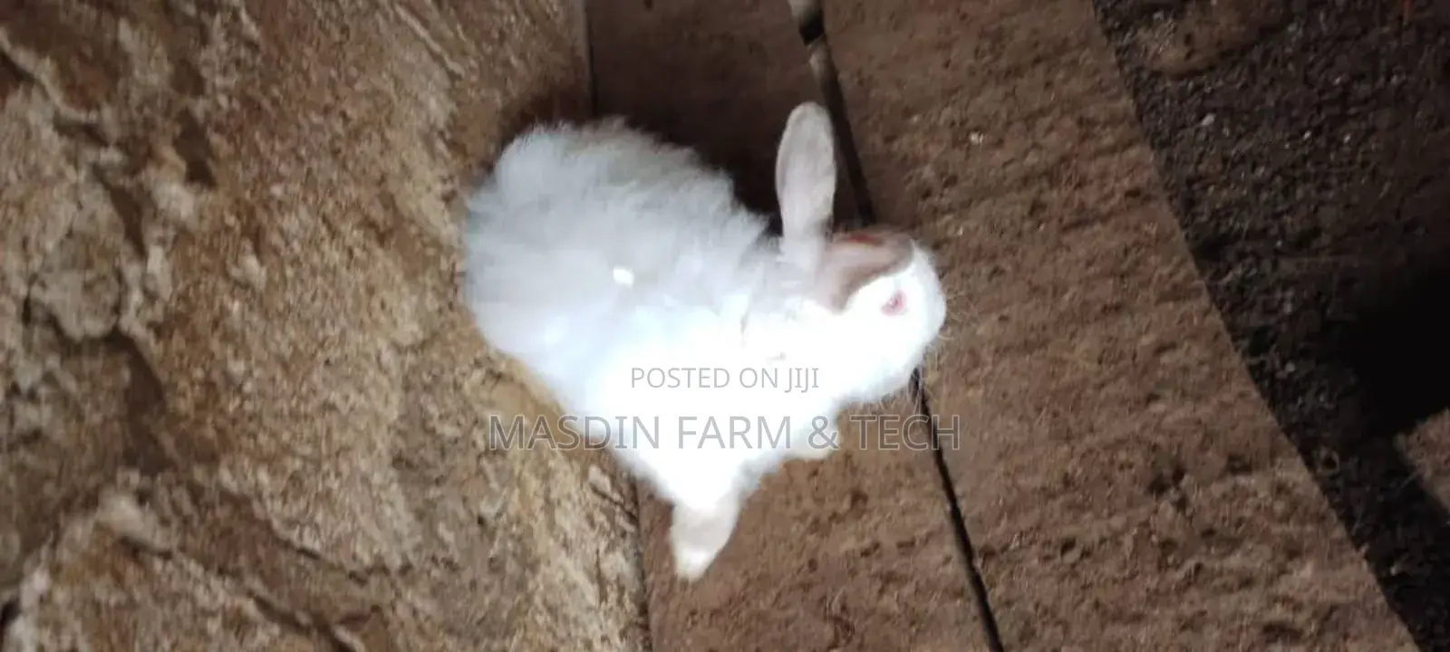 Fluffy Angora Breed (Age: 1yr +)